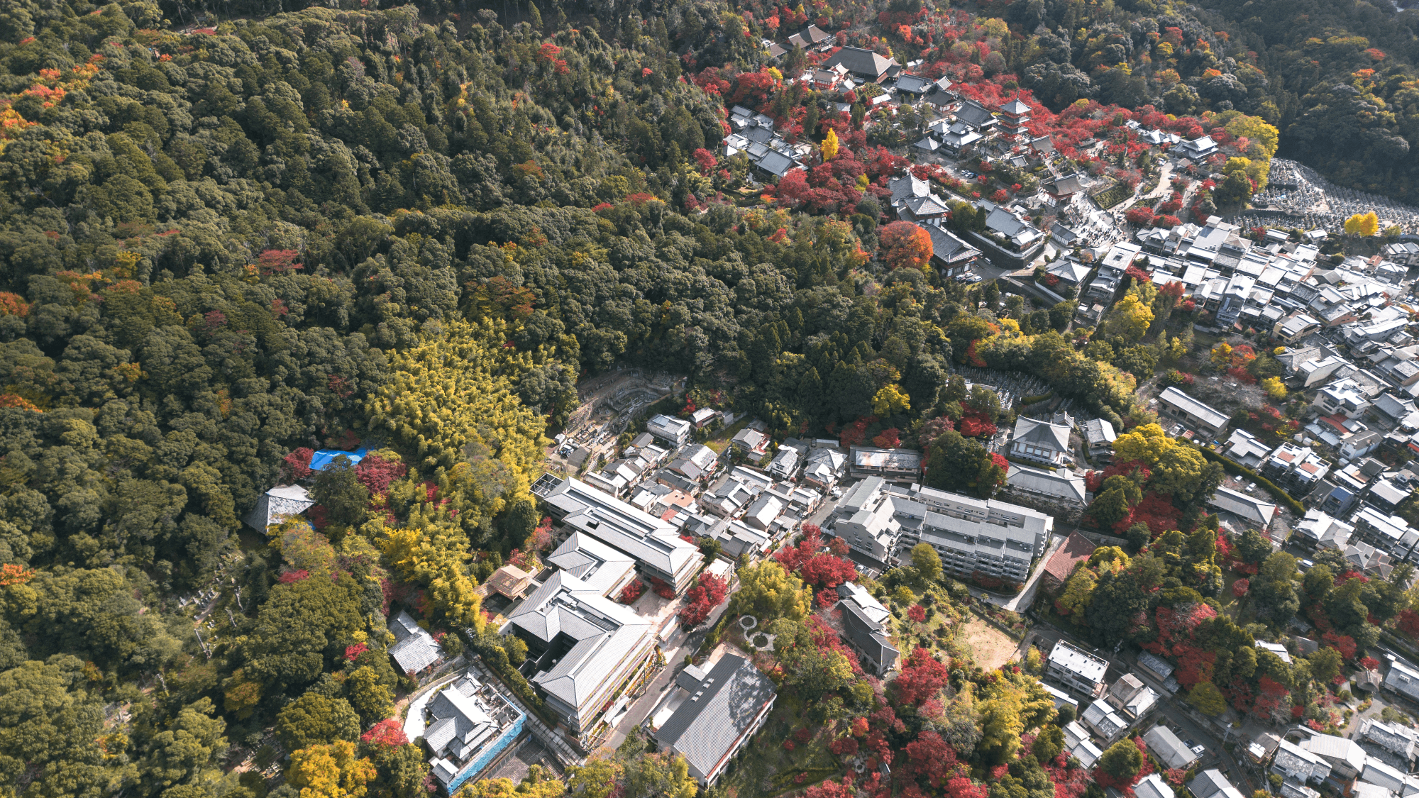 Autumn Leaves at Banyan Tree Higashiyama Kyoto